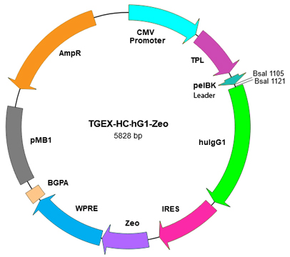 TGEX-HC-hG1-Zeo map